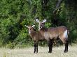 Defassa Waterbuck, With Young, Rwanda by Ariadne Van Zandbergen Limited Edition Print