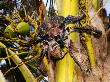 Giant Coconut Crab, Climbing Down A Palm Tree, Zanzibar by Ariadne Van Zandbergen Limited Edition Print