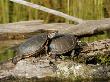 Painted Turtle, Mating, Quebec, Canada by Robert Servranckx Limited Edition Print
