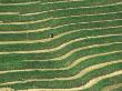 Farmer Cultivating On Rice Terrace, Guangxi, China by Keren Su Limited Edition Print