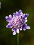 Small Scabious, Uk by Philip Tull Limited Edition Print
