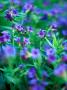 Lithodora Diffusa (Heavenly Blue), Close-Up Of Blue Flowers And Foliage by Pernilla Bergdahl Limited Edition Print