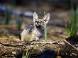 Black-Backed Jackal, Pup, Tanzania by Ariadne Van Zandbergen Limited Edition Print