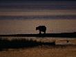 Silhouetted Grizzly Bear Walking At Dawn by Robert Franz Limited Edition Print