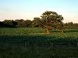 Summer Tree, Central Mn by Lawrence Sawyer Limited Edition Print