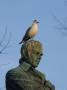 Bird Posing In Statue's Head, Montreal, Quebec, Canada by Keith Levit Limited Edition Print