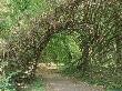 Arch Made From Woven Twigs Over Path, Entrance To Groms Village, The Enchanted Forest, Kent by Sunniva Harte Limited Edition Print