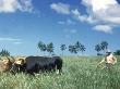 Farmer Working In Sugar Cane Field, Puerto Rico by Ewing Galloway Limited Edition Print