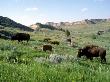 Buffalos, Theodore Roosevelt National Park, Nd by Vic Bider Limited Edition Print