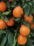 Close-Up Of Oranges On Branch, Porterville, Ca by Inga Spence Limited Edition Print
