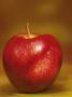 Red Apple by Fogstock Llc Limited Edition Print