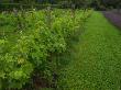 Rural Ireland, Plants In Garden by Keith Levit Limited Edition Print