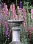 Stone Sundial With Mixed Consolida Ambigua Clinton Lodge, W. Sussex by David Dixon Limited Edition Print