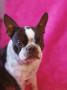 Portrait Of Boston Terrier by Pia Schachter Limited Edition Pricing Art Print