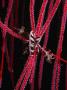 Feather Star On Sea Whips, Bali, Indonesia by Michael Aw Limited Edition Print