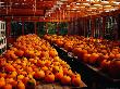 Many Pumpkins Sitting On Tables In Ogunquit, Maine, Usa by Jon Davison Limited Edition Print