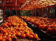 Many Pumpkins Sitting On Tables In Ogunquit, Maine, Usa by Jon Davison Limited Edition Pricing Art Print