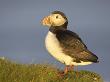 Atlantic Puffin, Adult On Grassy Cliff-Top, Iceland by Mark Hamblin Limited Edition Print