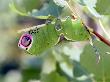 Caterpillar Of Puss Moth, Feeding On Poplar Leaves, Uk by Michael Fogden Limited Edition Print