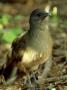Plain Chachalaca, Standing, Usa by Patricio Robles Gil Limited Edition Print