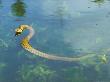 Grass Snake, Swimming by David Boag Limited Edition Print