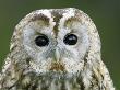 Tawny Owl, Close Up Portrait Of Adult, Scotland by Mark Hamblin Limited Edition Print