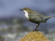 Dipper, Adult Standing On Rock, Scotland by Mark Hamblin Limited Edition Pricing Art Print