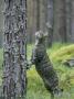 Scottish Wildcat, Poised To Climb, Scotland by Mark Hamblin Limited Edition Print