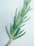 Rosemary Sprig On White Background by Fran Harper Limited Edition Print