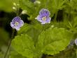 Wood Speedwell, Ancient Woodland Indicator Plant by Bob Gibbons Limited Edition Print