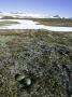 Long-Tailed Skua, Nest With Eggs On Tundra, Sweden by Mark Hamblin Limited Edition Print