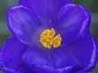 Crocus, Close Up Of Stamens, Scotland by Mark Hamblin Limited Edition Print