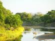 Kudu And Chacma Baboon In The Majale River, Nothern Tuli Game Reserve, Botswana by Roger De La Harpe Limited Edition Print