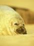 Grey Seal, Pup Early December, Eastern England by Niall Benvie Limited Edition Print
