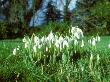 Snowdrops, Galanthus Nivalis by David Boag Limited Edition Print