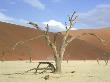 Camel-Thorns, Dead, Namibia by Michael Fogden Limited Edition Pricing Art Print