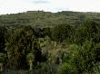 Prairie And Woodland, Northern Mexico by Patricio Robles Gil Limited Edition Pricing Art Print