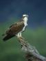 Osprey, Pandion Haliaetus Male On Branch Scotland, Uk by Mark Hamblin Limited Edition Print