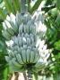 Blue Australian Banana, Bunch Hanging On Tree, Australia by Jason Ingram Limited Edition Print