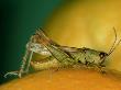 Grasshopper, Portugal by Paulo De Oliveira Limited Edition Print