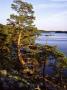 Pine Trees, Linnansaari National Park, South Finland by Heikki Nikki Limited Edition Print