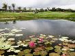 Brooding Skies Over Sea Temple Golf Course, Pond Of Lotus Flowers by Paul Dymond Limited Edition Print