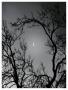 Silvermoon by Stephen Rutherford-Bate Limited Edition Pricing Art Print