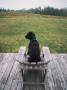 A Black Lab Sits In A Chair On A Porch by Bill Curtsinger Limited Edition Print