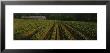 Tobacco Field With A Barn In The Background, North Carolina, Usa by Panoramic Images Limited Edition Print
