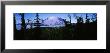 Trees Infront Of Snow Covered Mountain, Mt Rainer, Washington, Usa by Panoramic Images Limited Edition Print