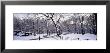 Bare Trees During Winter In Central Park, Manhattan, New York City, New York, Usa by Panoramic Images Limited Edition Print