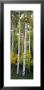 Rocky Mountain Aspen Forest by Panoramic Images Limited Edition Print