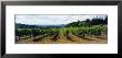 Vineyard On A Landscape, Adelsheim Vineyard, Newberg, Willamette Valley, Oregon, Usa by Panoramic Images Limited Edition Pricing Art Print
