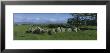 Rocks In A Field, Carrowmore, Sligo, Republic Of Ireland by Panoramic Images Limited Edition Print
